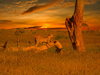 Sonnenuntergang mit Leopard im Nationalpark Tsavo Ost und Tsavo West in Kenia