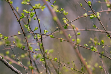 New buds on tree in spring. Young green leaves against unfocused background. Springtime concept. New foliage in park. Nature closeup. Growth and freshness concept. Branches of tree in garden.