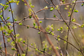 New buds on tree in spring. Young green leaves against unfocused background. Springtime concept. New foliage in park. Nature closeup. Growth and freshness concept. Branches of tree in garden.