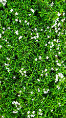 Obraz premium Flower plants background texture in wild