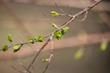 New buds on tree in spring. Young green leaves against unfocused background. Springtime concept. New foliage in park. Nature closeup. Growth and freshness concept. Branches of tree in garden.