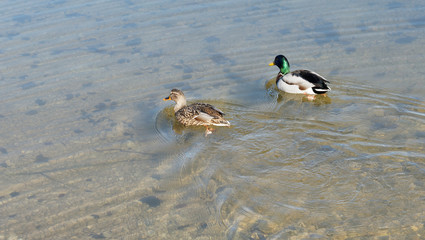 (Anas platyrhynchos) Ein Stockenten-Paar schwimmen zwischen den Felsen eines Wasserfalls