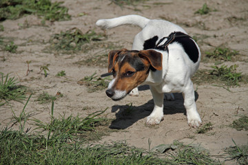 Russel Terrier