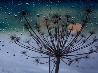 Dry inflorescence of hogweed outside the window on a rainy day.