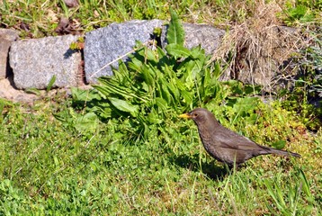 Amsel