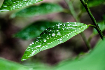 Water drop on leaf
