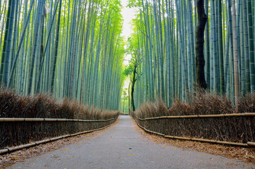 京都　嵐山の竹林の道