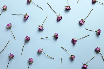 Purple dry rose flowers pattern on blue background. Floral composition, flat lay, top view