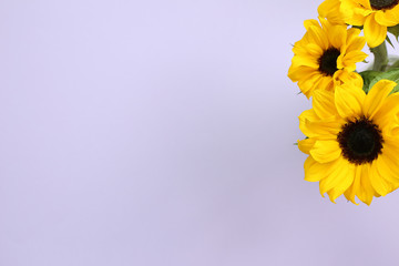 Yellow sunflowers on purple background. Floral composition, top view, copy space