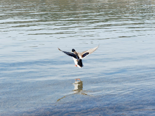 (Anas platyrhynchos) Fliegende Stockente 