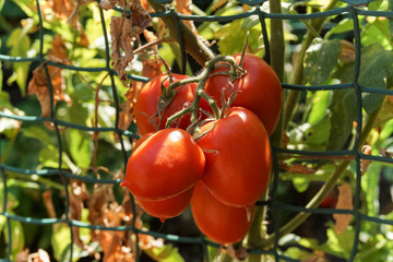 Growing tomatoes on a vertical mesh.