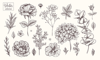 Vector collection of hand drawn flowers. Vintage Botanical Flowers. Hydrangea, rose, peony, eucalyptus and different leaves and flowers.