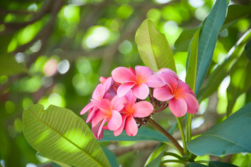 Pink, Yellow, White Plumeria, Tropical Flowers