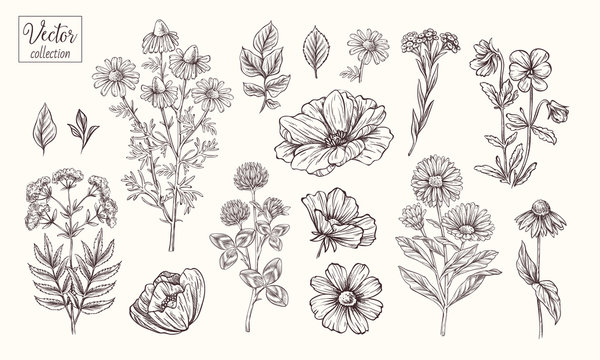 Vector collection of hand drawn flowers. Vintage Botanical Flowers. Peony, daisies, clover, violets, leaves and various herbs