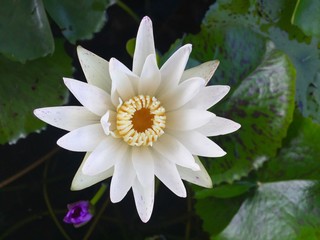 white flower lotus in the pond