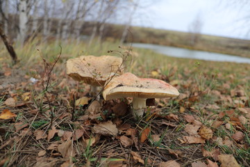syroezhki mushrooms hid in the grass, quiet hunting