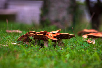 View of wild mushrooms on the grass