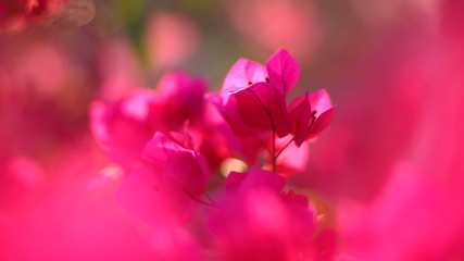 Pink bougainvillea flowers, Floral background.