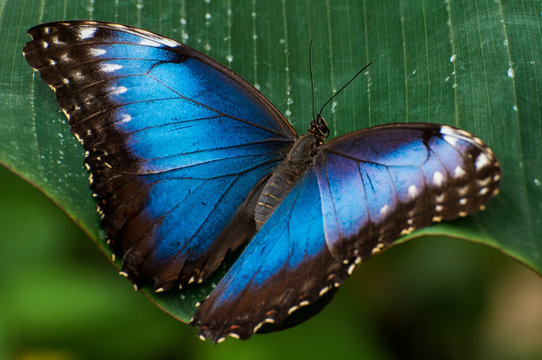Blauer Morphofalter
