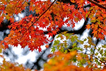 きれいに色づいたモミジの紅葉
