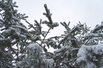 coniferous trees in the snow in the background light