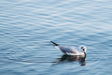 Mouette rieuse en train de nager sur la mer