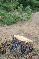 Freshly sawed big pine tree stump in forest.