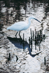 Oiseau blanc Aigrette blanche posée dans un étang