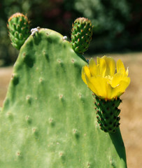 Opuntia or prickly pear blooming and growing wild. Rhodes, Greece