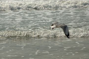 a Seagull flying over the sea