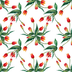Seamless pattern of realistic red tulips on stems with leaves in geometric order. Wild meadow spring flowers in natural growth. Watercolor hand painted isolated elements on white background.
