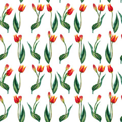 Seamless pattern of realistic red tulips on stems with leaves on line order. Wild meadow spring flowers in natural growth. Watercolor hand painted isolated elements on white background.