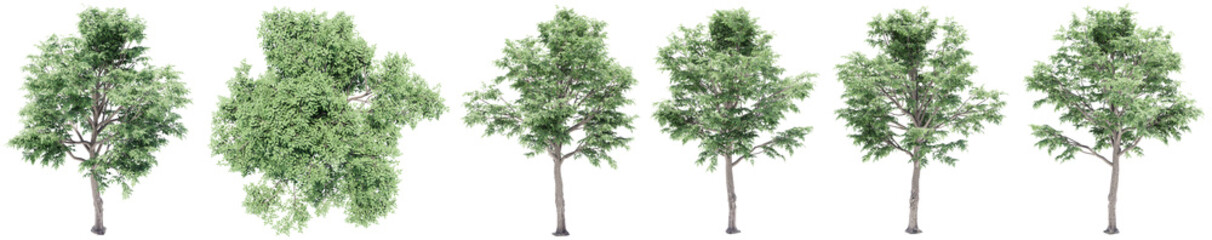 Obraz premium Set or collection of green elm trees isolated on white background. Concept or conceptual 3d illustration for nature, ecology and conservation, strength and endurance, force and life
