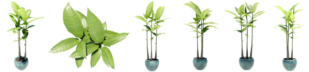 Set or collection of beautiful green interior plants isolated on white background. Concept or conceptual 3d illustration for nature and ecology, beauty and gardening, spring or summer