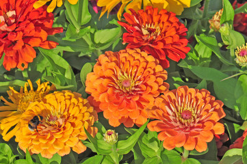 Garden with multicolored gorgeous flowers