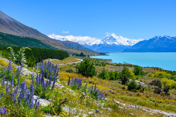 The roadside has beautiful Lupin flowers in the summer. Background overlooking Mount cook at Lake Pukaki, New Zealand.