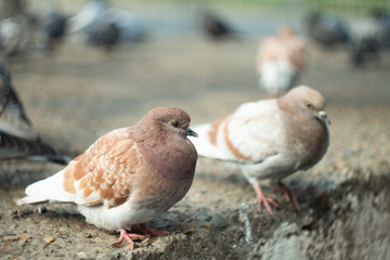 Dove. Common pigeon or feral pigeon. Close up