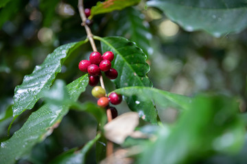 Close up of Typica red cherry kind of coffee bean on branch by planting mixed substances with forests and source of organic coffee,industry agriculture in the North of thailand.