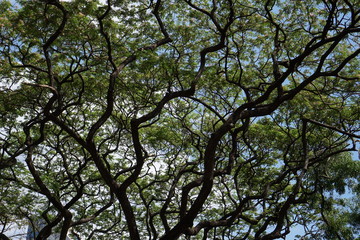 low angle view of tree branch texture backgroung