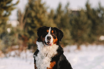Bernese Sinenhood dog portrait in the snow