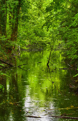 Obraz premium Forest stream