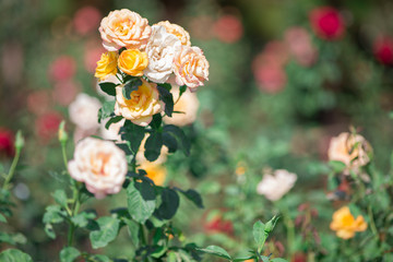 Orange rose flower in garden. Nature background
