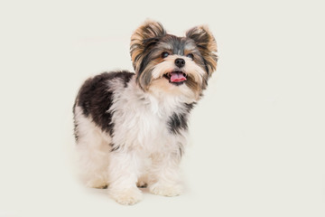 nice yorkie on white background