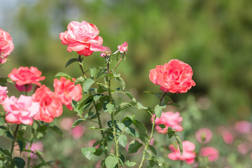 Orange rose flower in garden. Nature background