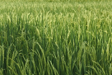 Closeup of young paddy rice field with green leaf. Rice field.