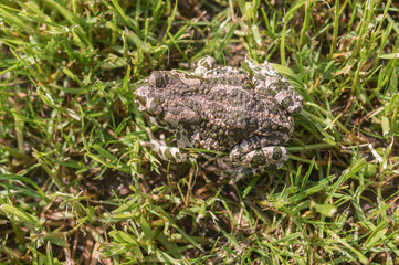 Top view on green toad camouflaging in spring grass at sunny spring morning