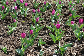 Tulips with bright pink flowers in April