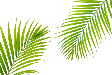 Obraz na płótnie Canvas Concept texture leaves abstract green nature background tropical leaves coconut isolated on white background