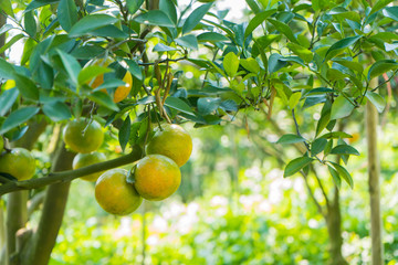 Closeup of satsumas (Bang Mot tangerine) ripening on tree