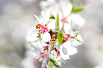 Macro photography of two ladybugs on the branch of an almond tree in bloom, during spring, selective focus